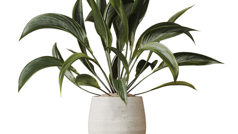 HQ HousePlants Spathiphyllum Wallisii Bellini Peace Lily Domino Set02