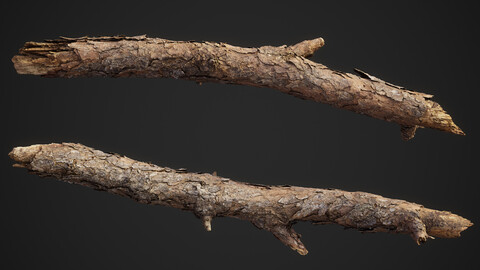 Broken Pine Branch 02