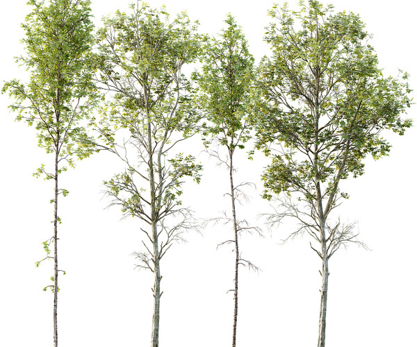 ArtStation - spring trees Betula Pendula and Fagus Sylvatica | Resources