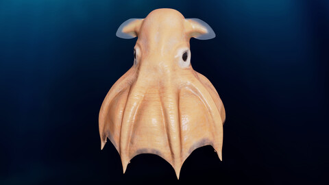 Grimpoteuthis - Dumbo Octopus - Ver 2024