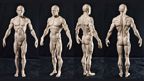 CGBUMP Male Anatomy Figure