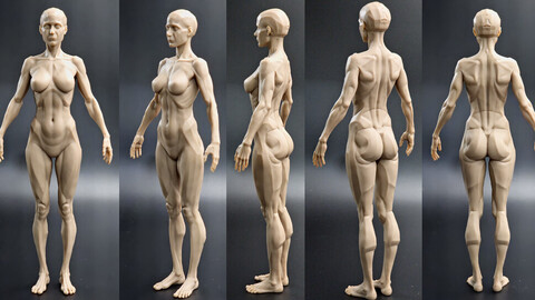 CGBUMP Female Anatomy Figure