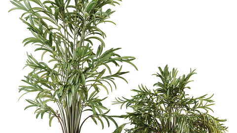 HQ HousePlants Dypsis Lutescens Areca Palm