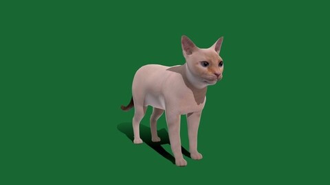 Flame Point Siamese Cat