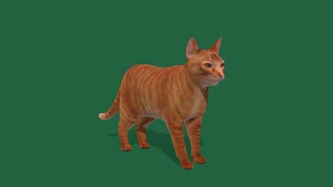 Orange Tabby Cat