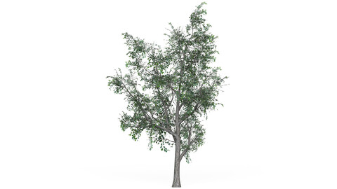 Low Poly Oak Tree 05