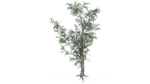 Low Poly Oak Tree 07