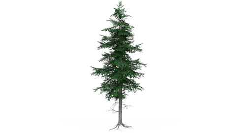 Low Poly Pine Tree 03