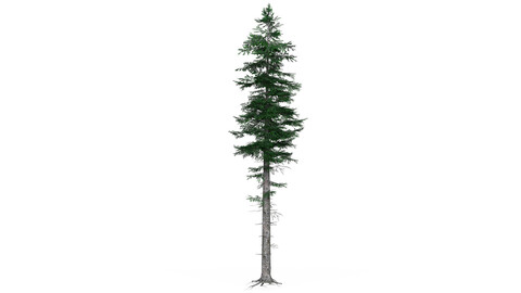 Low Poly Pine Tree 05