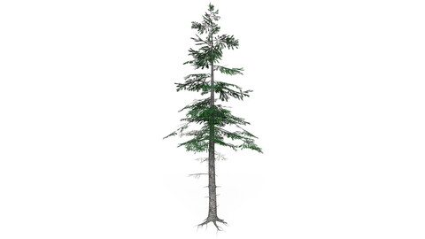 Low Poly Pine Tree 07