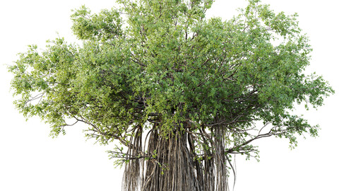 HQ Plants Banyan Ficus Benghalensis Tree