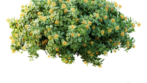 HQ Plants lantana Camara Confetti Bush