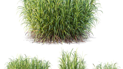 HQ Plants Elephant Grass Pennisetum Purpureum