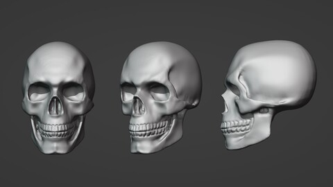 Male Skull reference 3D model