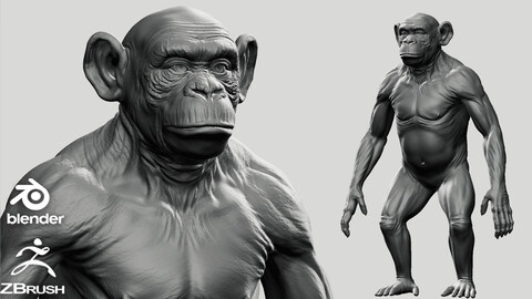 Chimpanzee  - Topology + UV map