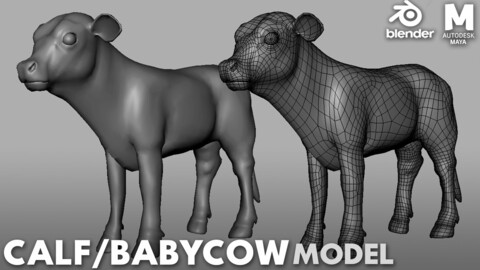 Baby Cow / Calf - Topology + UV map