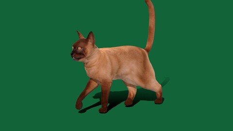 Domestic Burmese Cat