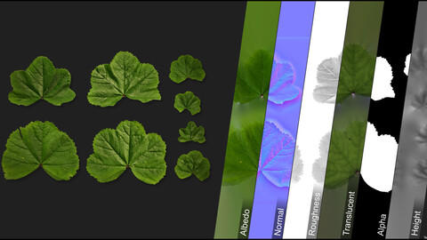 Photometric Scan Vegetation - Malva Setigera - Leave 1