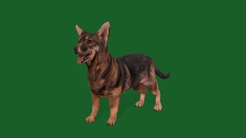 Swedish Vallhund Dog