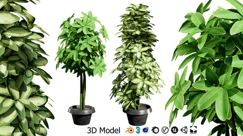 Low-Poly Schefflera Plants in Pots - 3D Asset (Game Ready)