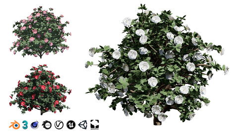 Blooming Beauty: 3D Camellia Bush Model