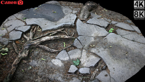 roots asphalt damaged road part3 photogrammetry