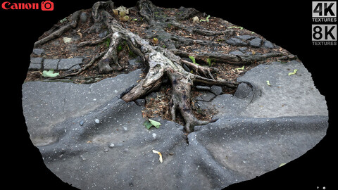 asphalt roots damaged road part6 photogrammetry