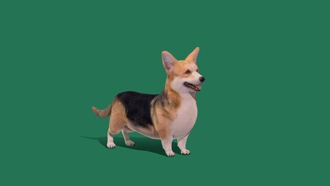 Pembroke Welsh Corgi Dog