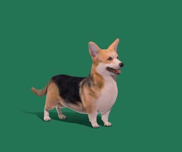 ArtStation - Pembroke Welsh Corgi Dog | Game Assets