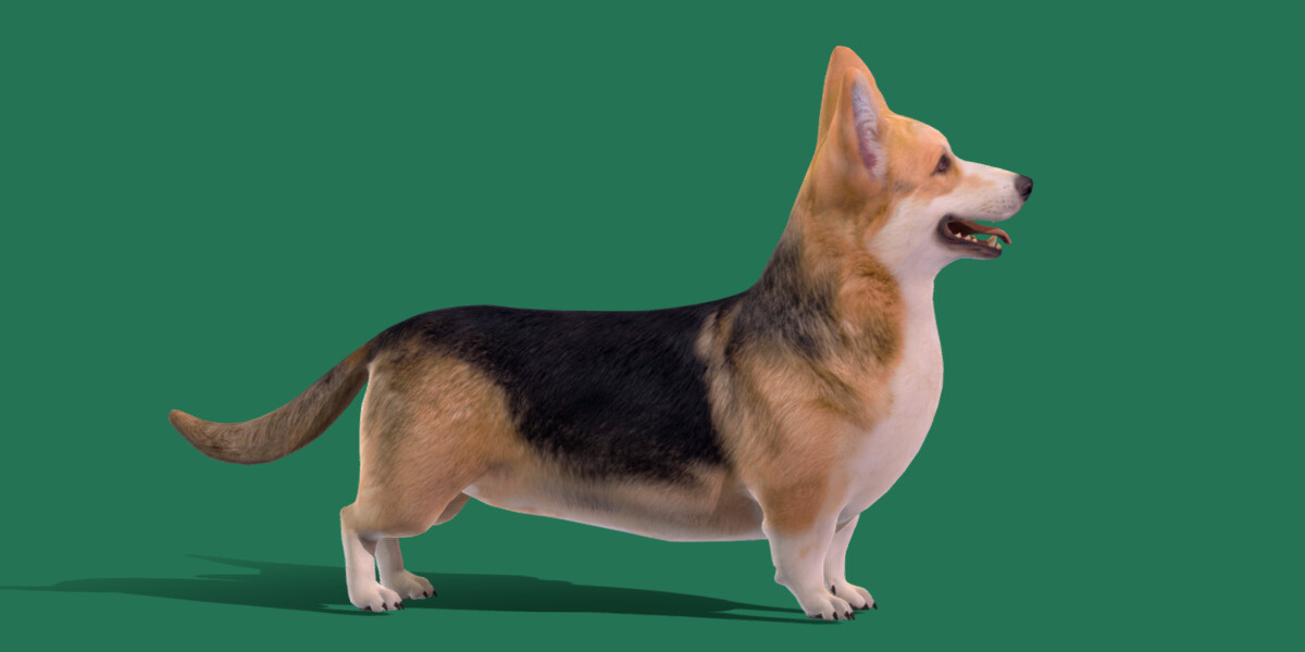 ArtStation - Pembroke Welsh Corgi Dog | Game Assets