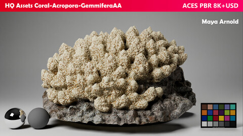 HQ Assets-Coral-Acropora-GemmiferaAA Arnold