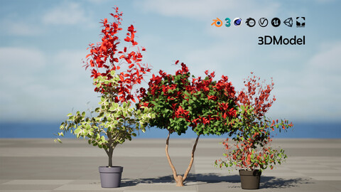 Photinia Plant in Pot