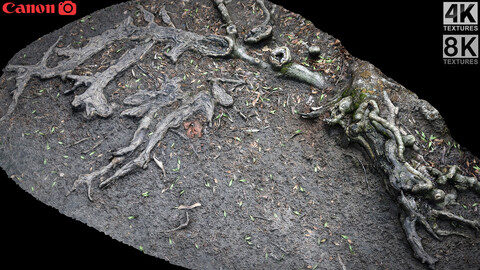 old tree roots ground photogrammetry