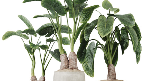 HQ HousePlants Cunjevoi Alocasia Jardin Brisbanensis Fittingly Elephant Set03