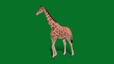 Reticulated Giraffe