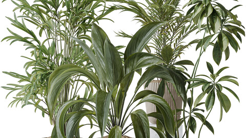 Indoor plants set 97 Dypsis Areca Palm and Spathiphyllum Wallisii