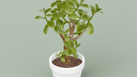 Jade Plant in Pot 3D model