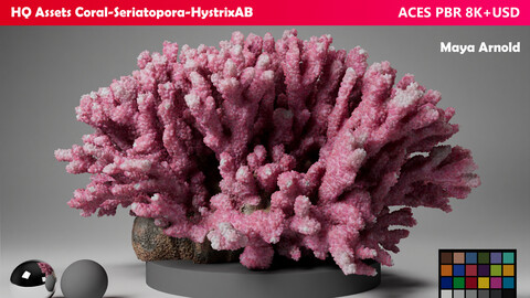 HQ Assets Coral Seriatopora HystrixAB Arnold