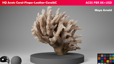 HQ Assets Coral Finger Leather CoralAC Arnold