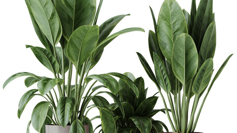 HQ HousePlants Ficus Elastica Beliza Tineke Variegated Rubber