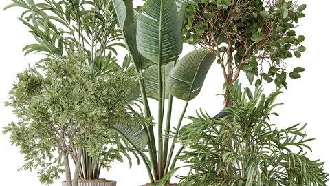 Indoor plants set 99 Lutescens Areca Palm and Ficus Benjamina and Paradise Strelitzia