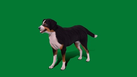 Appenzeller Sennenhund Dog