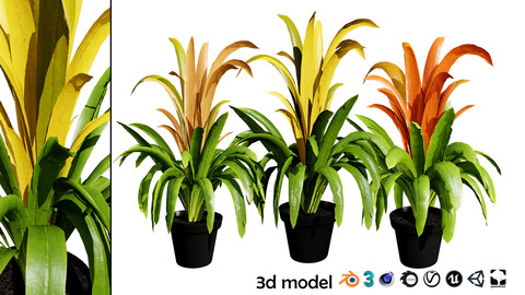 Bromeliad with 3 variations