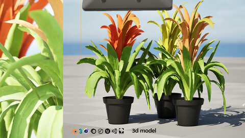 Bromeliad with 3 variations