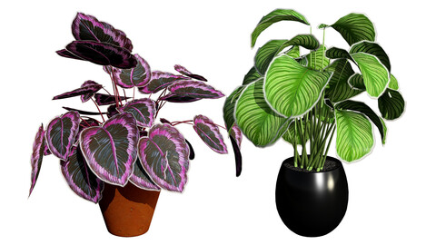 Calathea Dottie Care