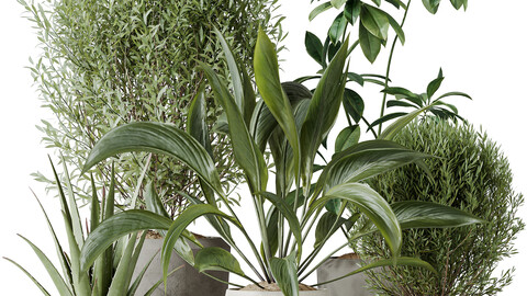 Indoor plants set 101 Spathiphyllum Wallisii and Ficus Cyathistipula