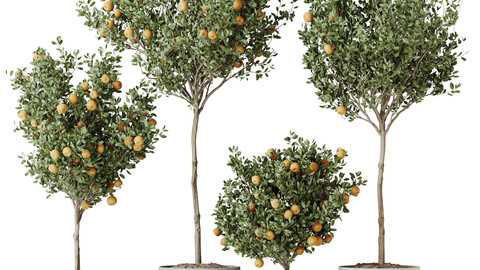 HQ HousePlants Mandarin Citrus Fruit Orange Calamondin Tree Set02