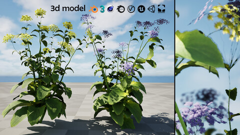 Wildflower Duo 3D Model