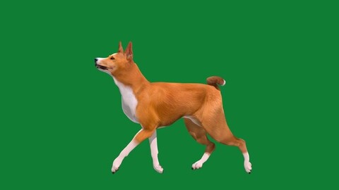 Basenji Dog Breed