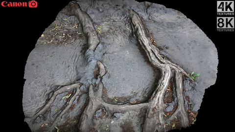 asphalt road tree roots 2x8k - 2uvsets photogrammetry